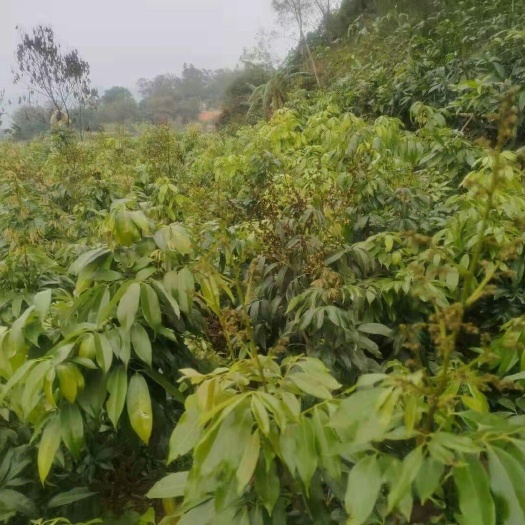 灵山县妃子笑荔枝苗  桂味荔枝苗，二公分一米高