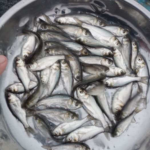 广州优质，白鲢鱼苗(鳊鱼苗)支持空运，汽运