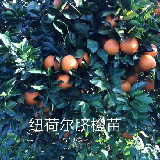 重庆市纽荷尔脐橙苗  赣南脐橙苗 脐橙树苗 重庆基地直销  现挖现
