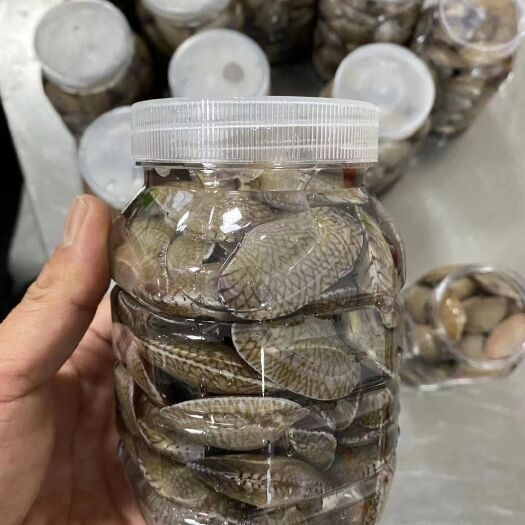 饶平县花甲 琉璃蛤