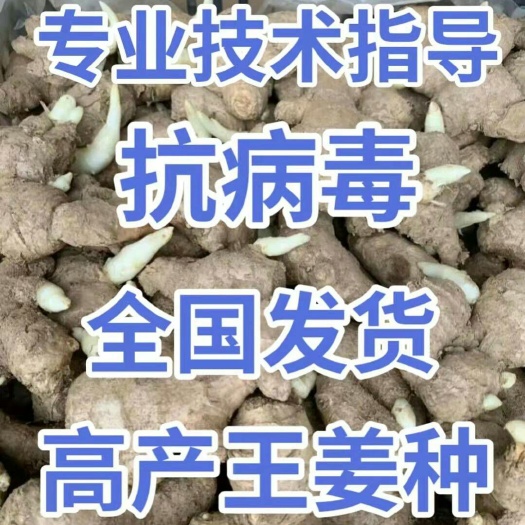 368高产王姜种大量供应 亩产过万 专业技术指导 全国发货