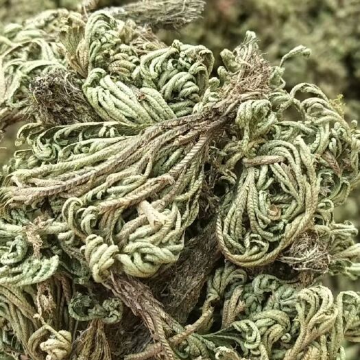 玉林卷柏  中药材批发零售九死还魂草 小卷柏  长生草