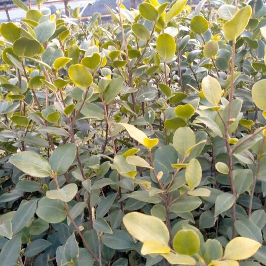 安福县油茶树苗  长林系列嫁接高产油茶苗