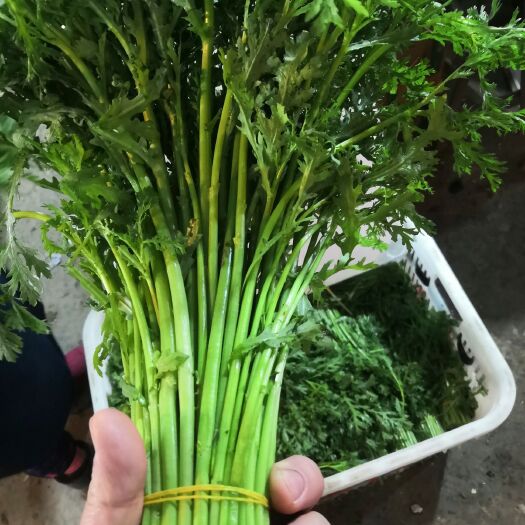 成都茼蒿