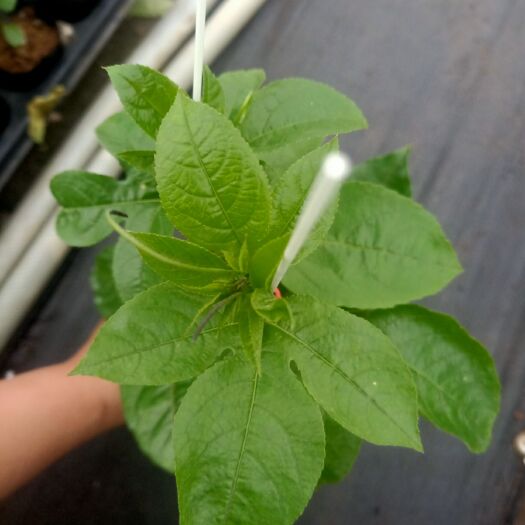 灵山县紫香一号百香果苗  嫁接苗