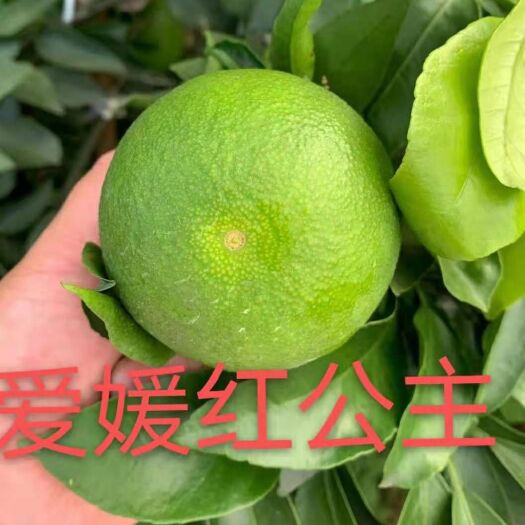 资阳爱媛48号枝条 爱媛48号红公主嫁接枝条