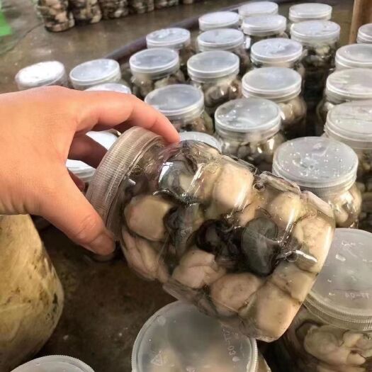 饶平县三倍体生蚝 生蚝