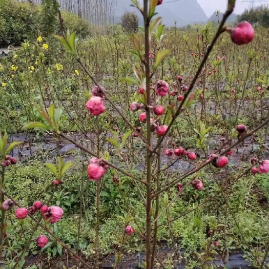 阳朔县 龙珠碧桃 碧桃  桃花 绿叶碧桃
