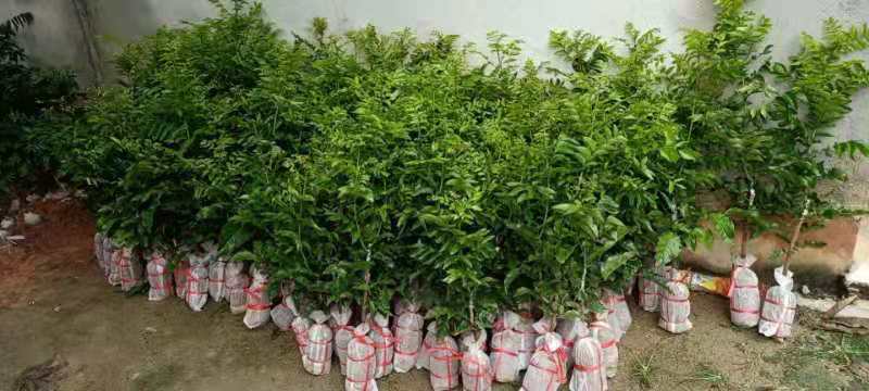灵山县黄皮果苗  紫色黄皮，黑黄皮苗，裸根。嫁接苗0.8.50高