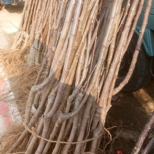 泰安鲁丽苹果苗 出售鲁丽.维纳斯.水蜜桃苹果苗