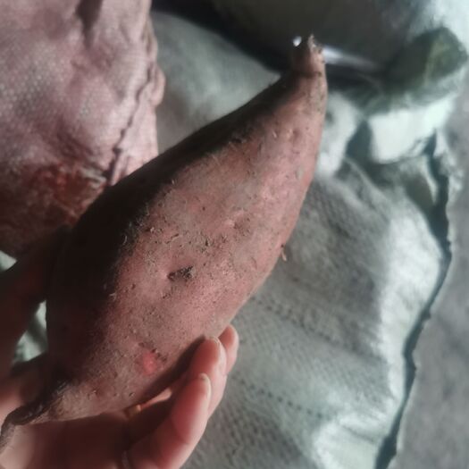 泗县商薯19红薯苗  皖北红薯之乡产地直发商薯19薯种子，育苗用的白芯红皮