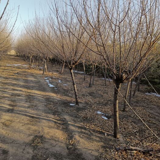 长沙京玉桃苗 京桃，胸径6-10公分，分枝点1.2米，树型好1500棵