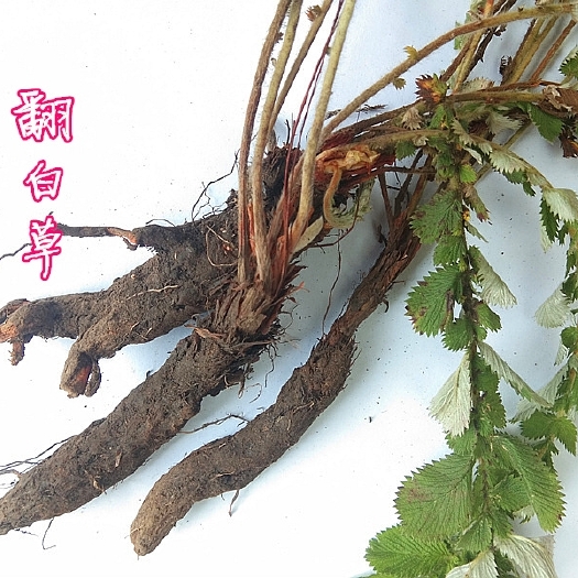 丽江 翻白叶 翻白草