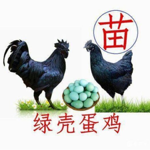 南宁五黑鸡苗  五黑一绿鸡苗，全国发货，包打疫苗，运输包路损，全程技术指导。