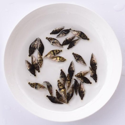 广州桂鱼苗  鳜鱼苗淡水桂花鱼苗翘嘴桂路亚鱼苗硅鱼苗贵鱼季鱼鲑鱼苗