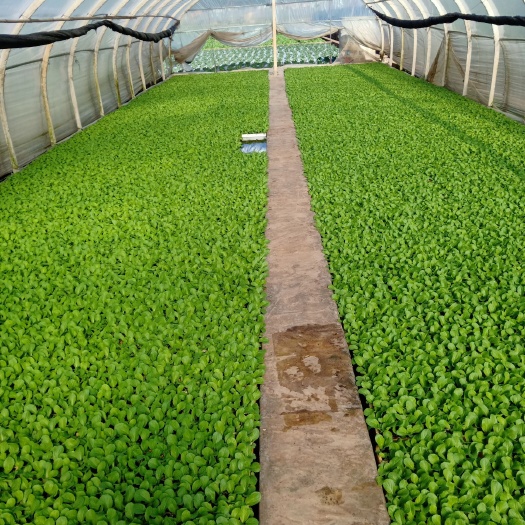 通海县白菜苗  苗好跟好