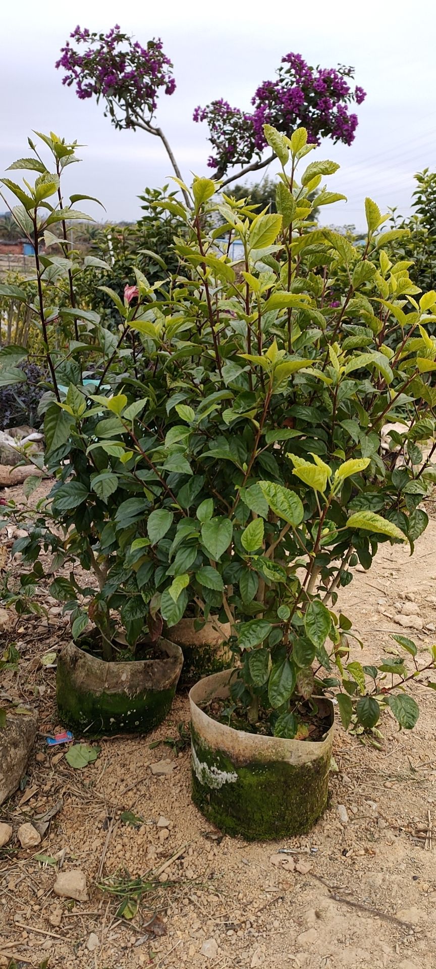 朱瑾  大红花朱槿，2米高以上，雪茄花硬枝黄蝉