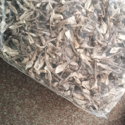 古田县鹿茸菇 人工种植 干货 箱装 
