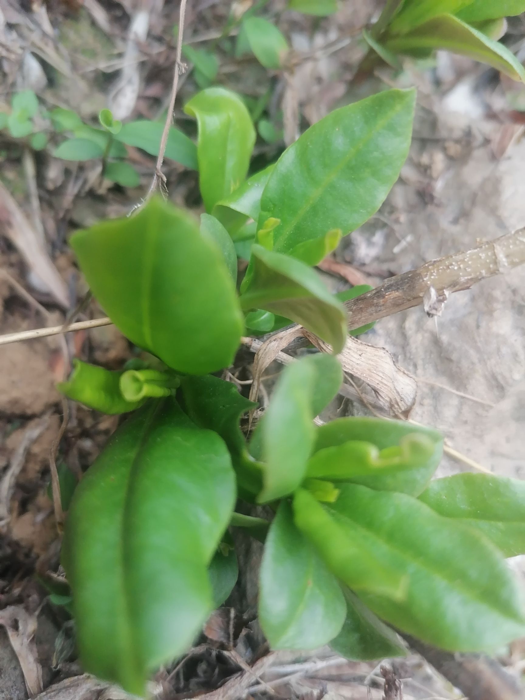 人参菜种苗  土高丽参苗