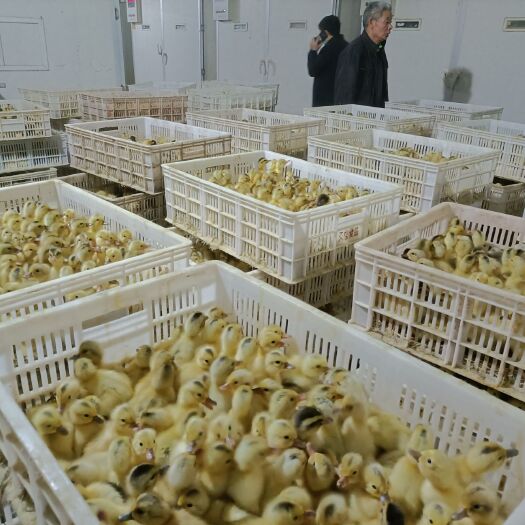 衡南县蛋鸭苗  、麻鸭苗、各种禽苗孵化厂直供，一手货源全国发货