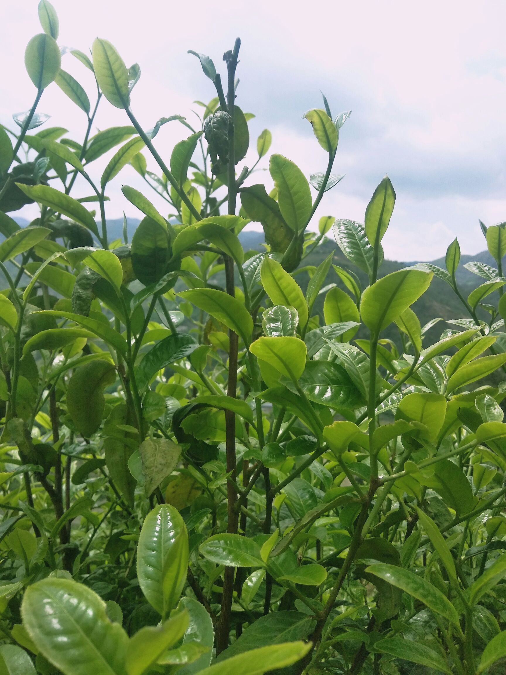 2019年普洱生茶250克普洱茶砖