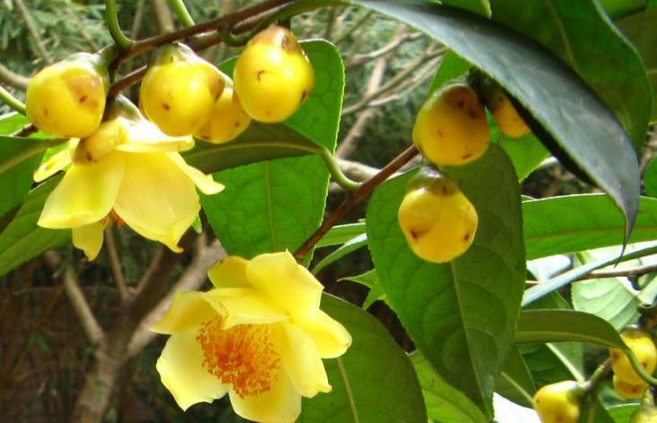 灵山县茶花苗 金花茶苗茶族皇后阳台庭院楼顶盆栽地栽都可以