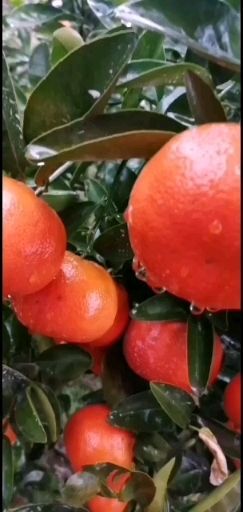 重庆市默科特  树上鲜，可带叶採果