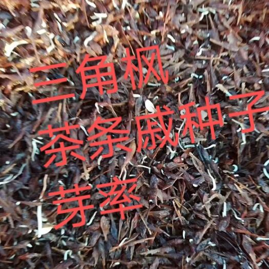 定兴县茶条槭种子 处理好的茶条槭种子质量有保障，发货及时。