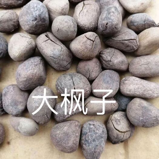 麻风子 大风子 大疯子 大枫子仁 米康茄 尾加木 广西
