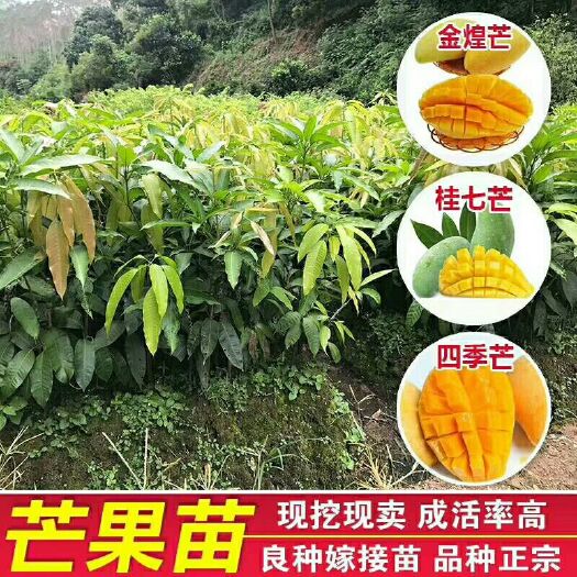普宁市金煌芒果苗1-6公分
