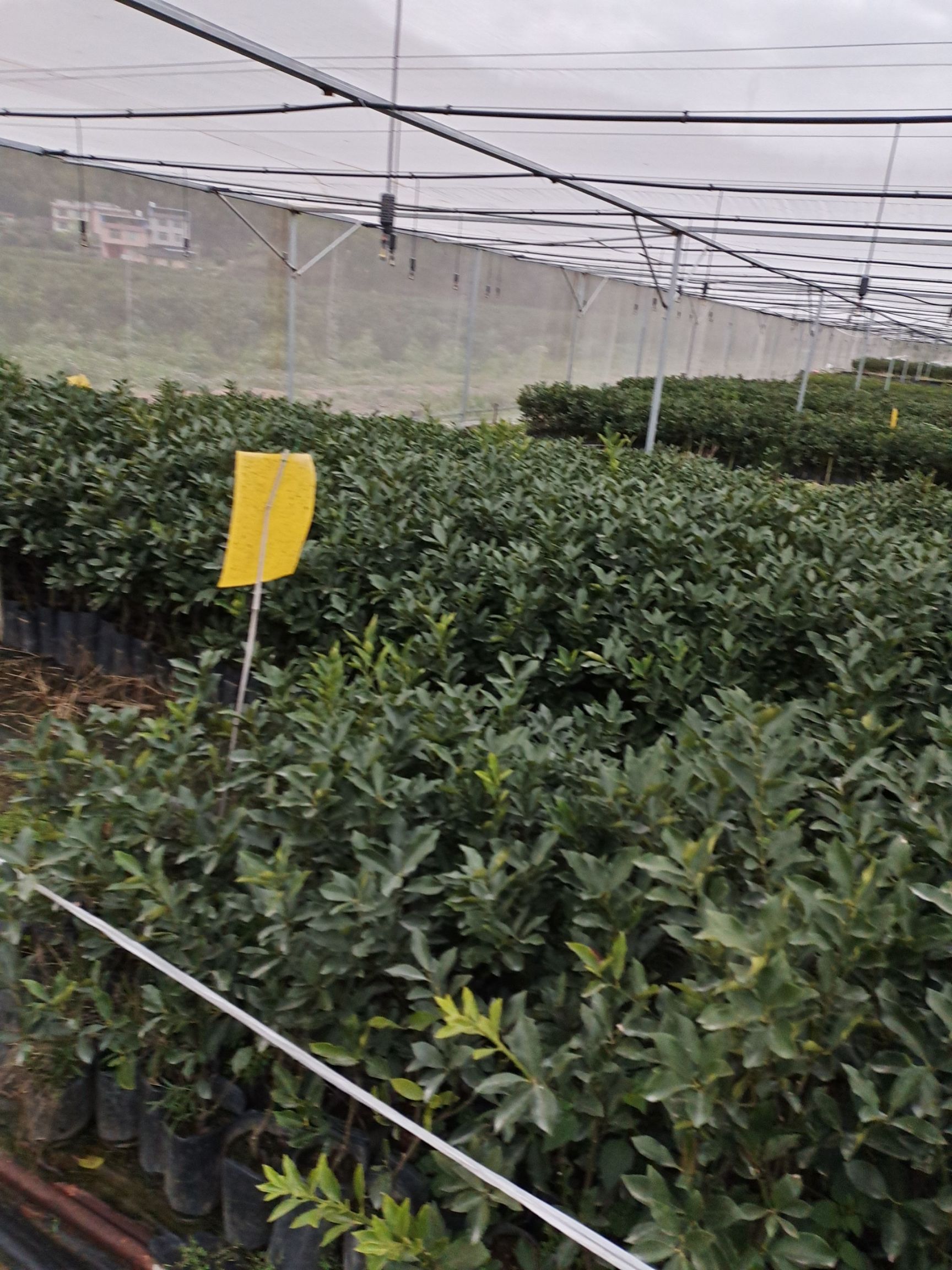 脆蜜金柑苗 嫁接苗 杯苗，裸根苗 