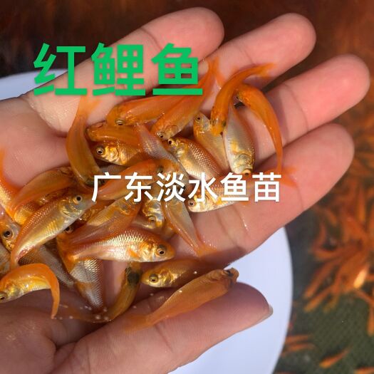 广州 红鲤鱼苗 兴国红鲤鱼苗 杂交红鲤鱼苗 建鲤鱼苗