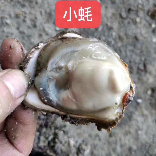 诏安县牡蛎  生蚝 福建新鲜生蚝 烧烤专用 高压锅生蚝 蚝吧美味生蚝批发