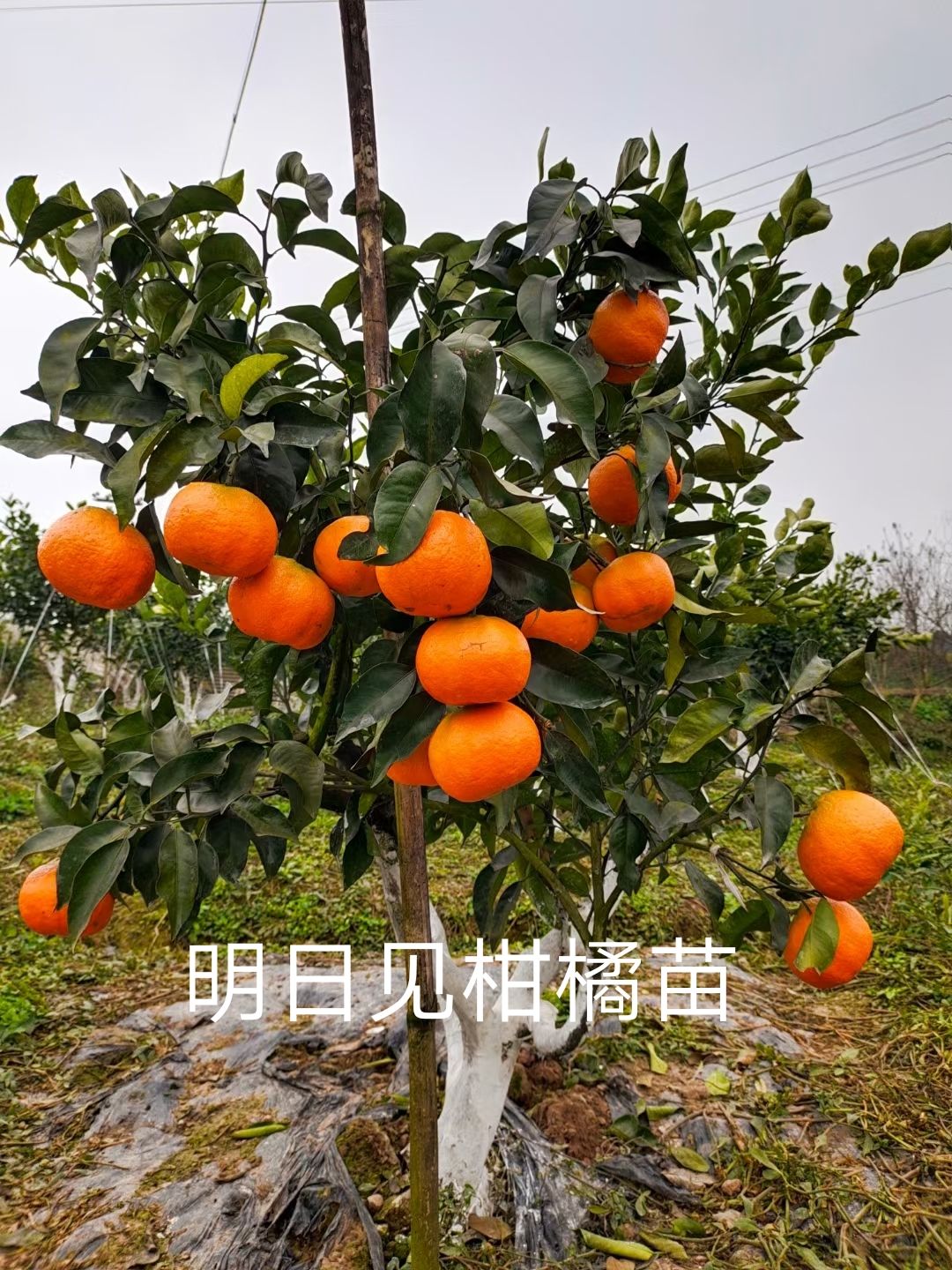 重庆明日见柑橘苗  阿思蜜 新品种柑橘苗基地直销 现挖现发