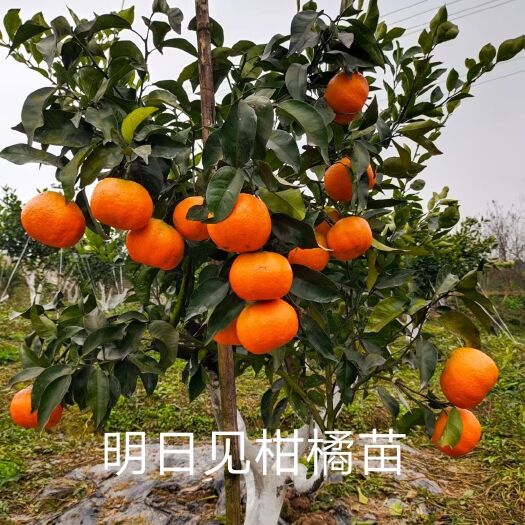 重庆市明日见柑橘苗  阿思蜜 新品种柑橘苗基地直销 现挖现发