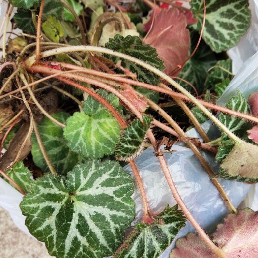 宜宾虎耳草  虎儿草