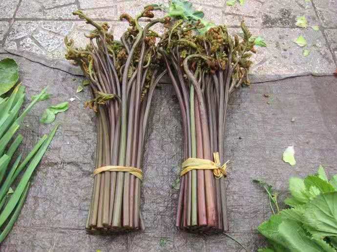 遵义野生蕨菜