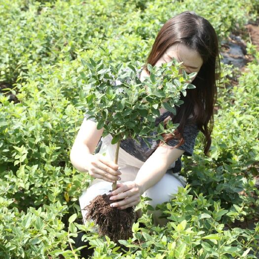 费县中金一号四季金银花苗 中金一号四季金银花2年苗包纯度回收干花