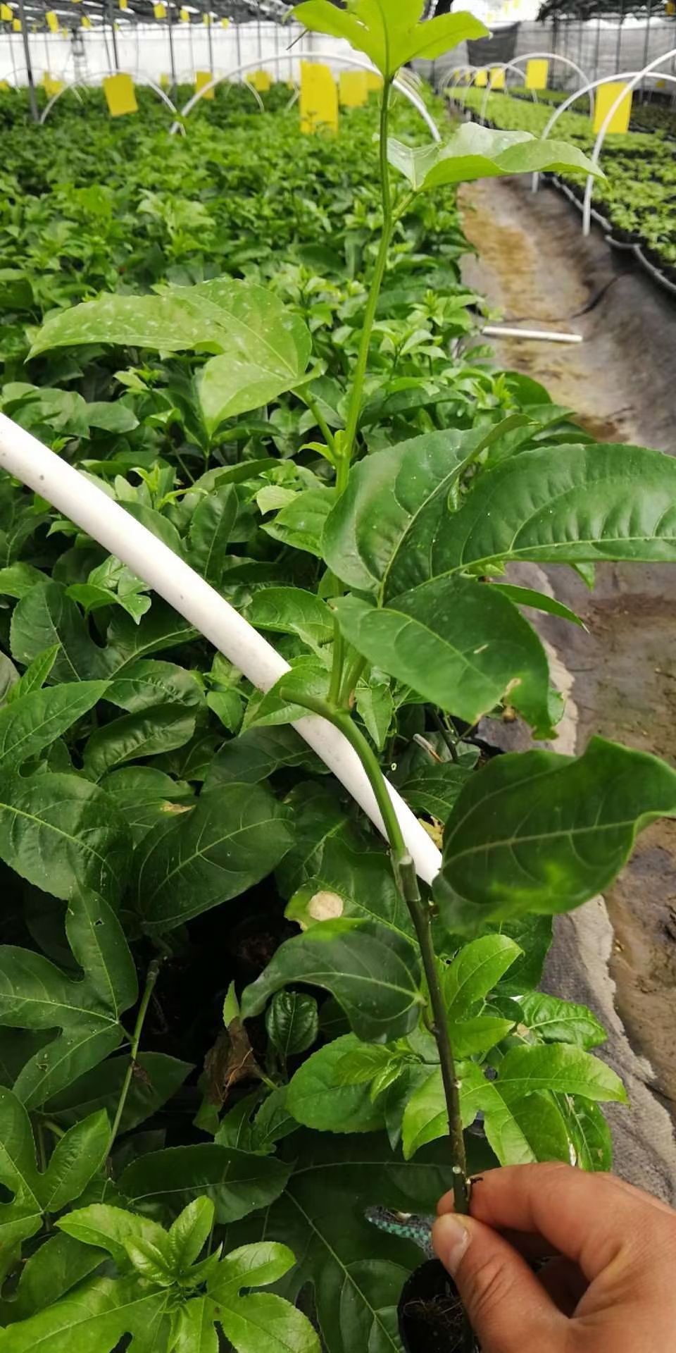 黄金百香果苗  百香果苗，黄金百香果嫁接苗 扦插苗 当年种植