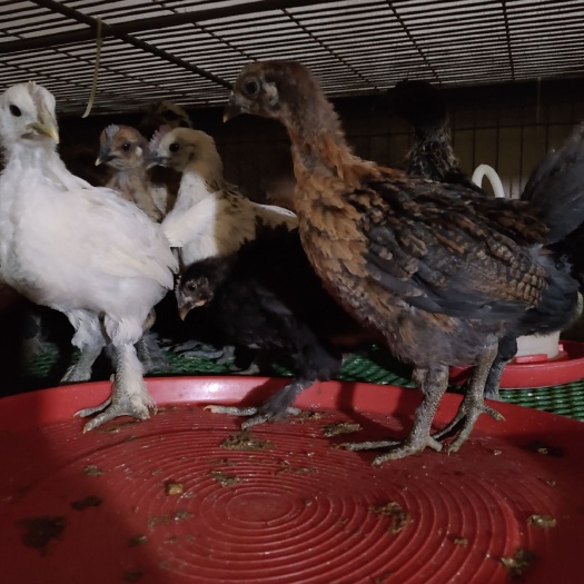 昆明云南鸡苗土鸡苗昆明批发35天高脚土阉鸡苗三黄阉鸡代加工鸡苗