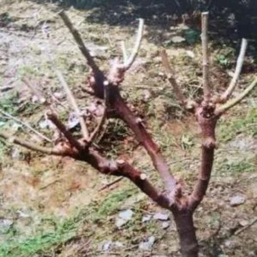 衡南县无籽大十果桑苗 正版无籽大10果桑三年丰产大树，剪成树桩便于运输和栽培