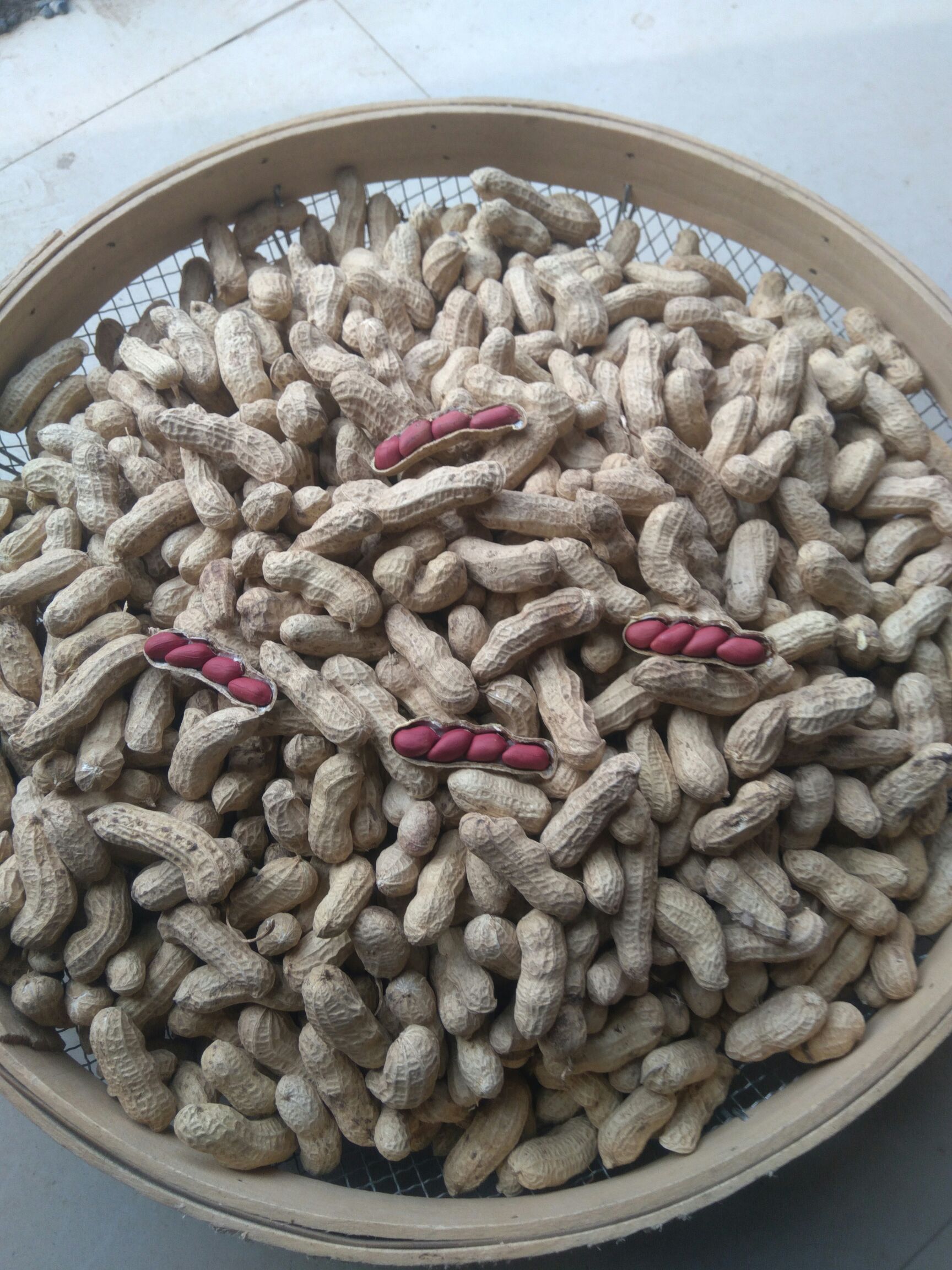 四粒红花生种，抗病，抗倒，产量高，色白果饱，适合各地种植