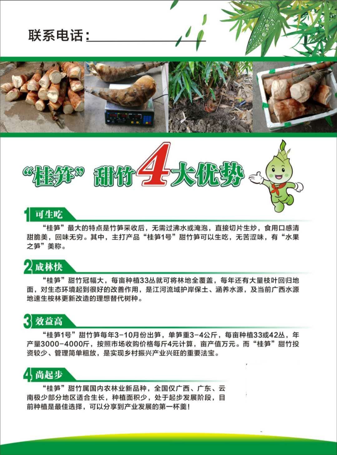 桂竹苗  竹笋苗