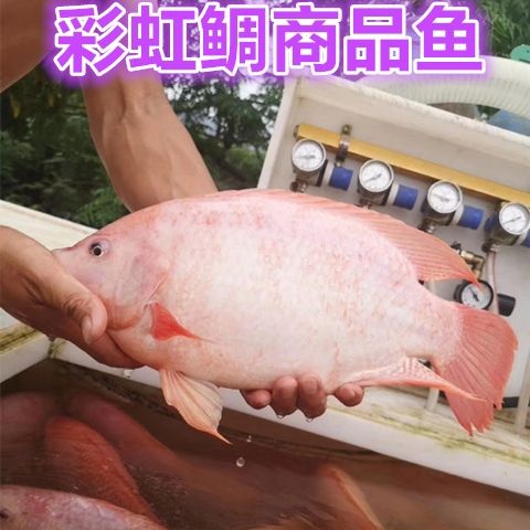 广州 红罗非鱼苗 彩虹鲷鱼苗 星洲红鱼 淡水福寿鱼 养殖