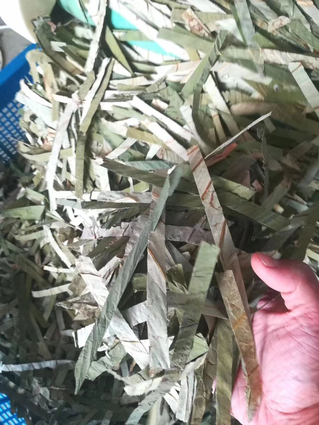 荷叶 中药材批发零售荷叶 另售整张荷叶 荷叶 荷叶丝