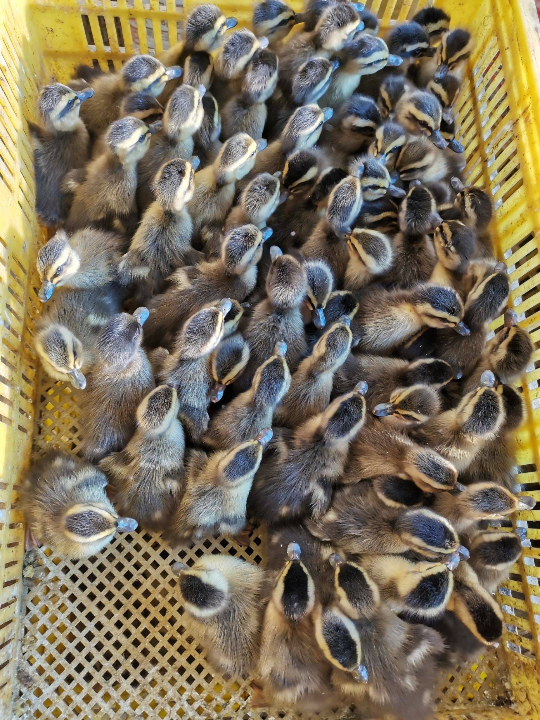 多蛋鸭苗，全国发货，包打疫苗，运输包路损，全程技术指导。