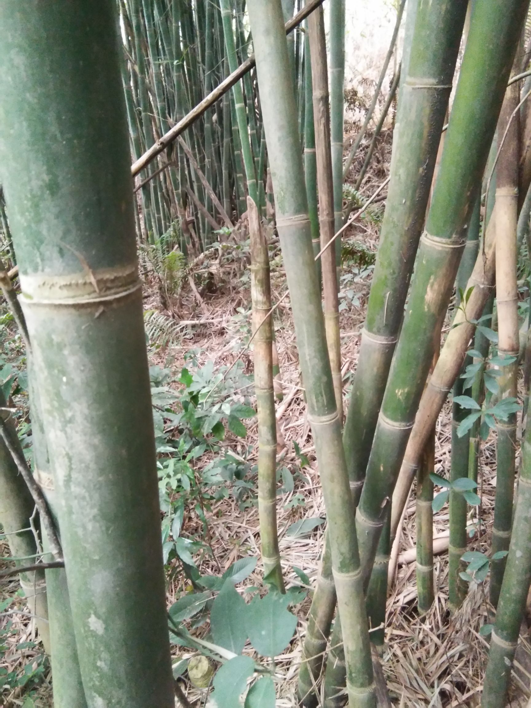 大量有排山竹出售