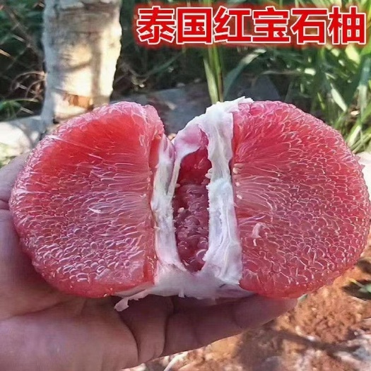 灵山县泰国青柚苗  红宝石红心柚子苗青柚青皮红心柚子苗