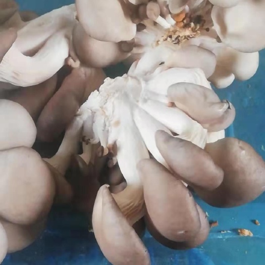 博野县 秀珍菇  基地直发  鲜嫩可口