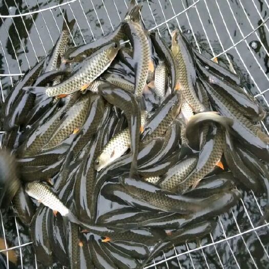 广州优质军鱼苗  光倒刺鲃鱼苗 光鱼 青竹鲩鱼  河坚淡水鱼